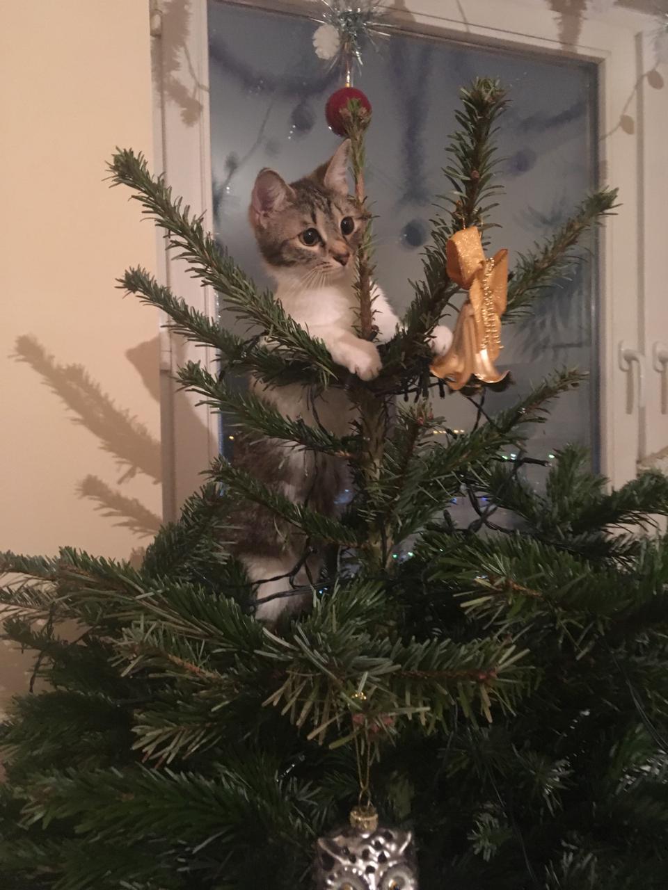 The main decorator of the Christmas tree. - My, New Year, cat, Christmas trees, Holidays, Longpost