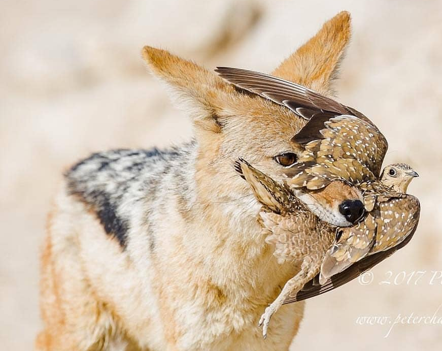 bird for lunch - Animals, Birds, Longpost, Kus