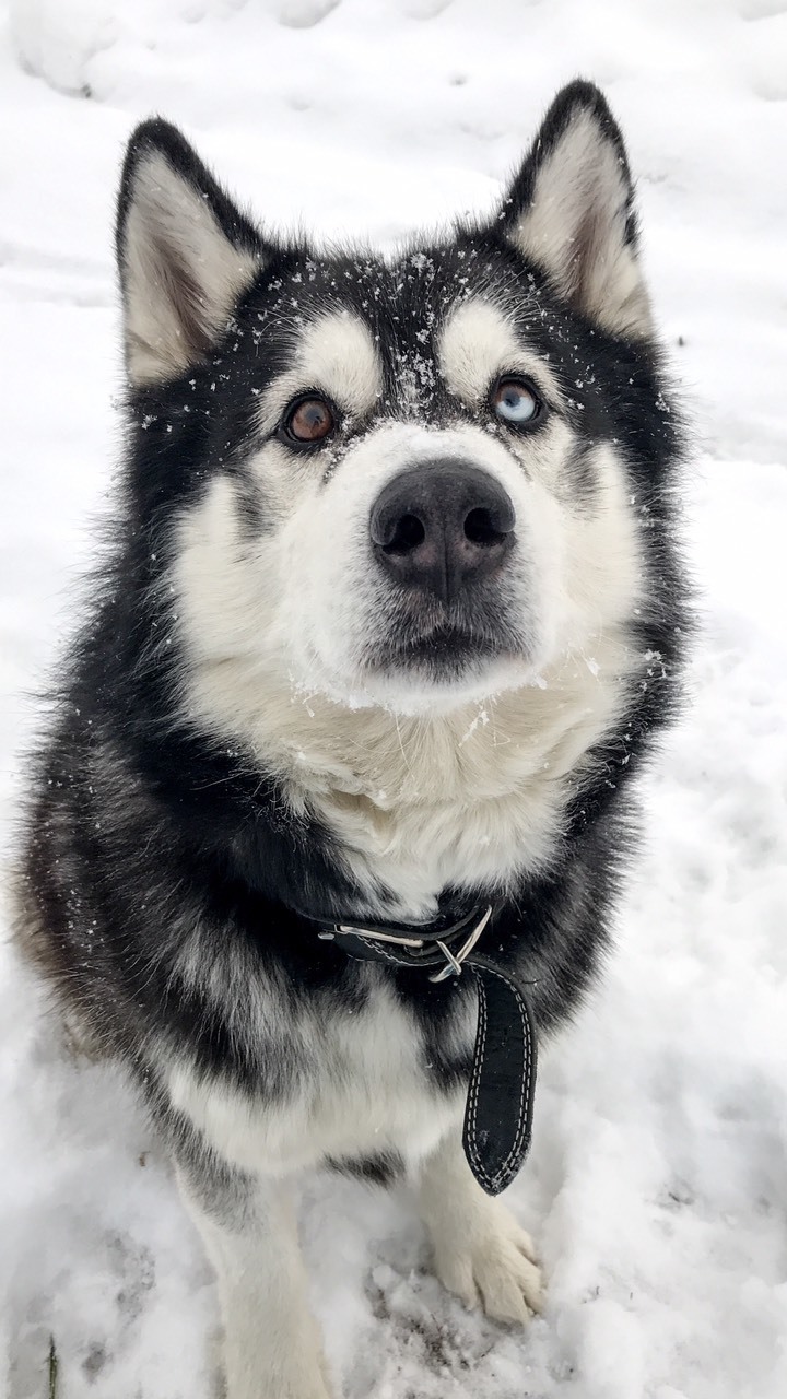 The best time for a husky - My, Husky, Winter, Longpost, Dog