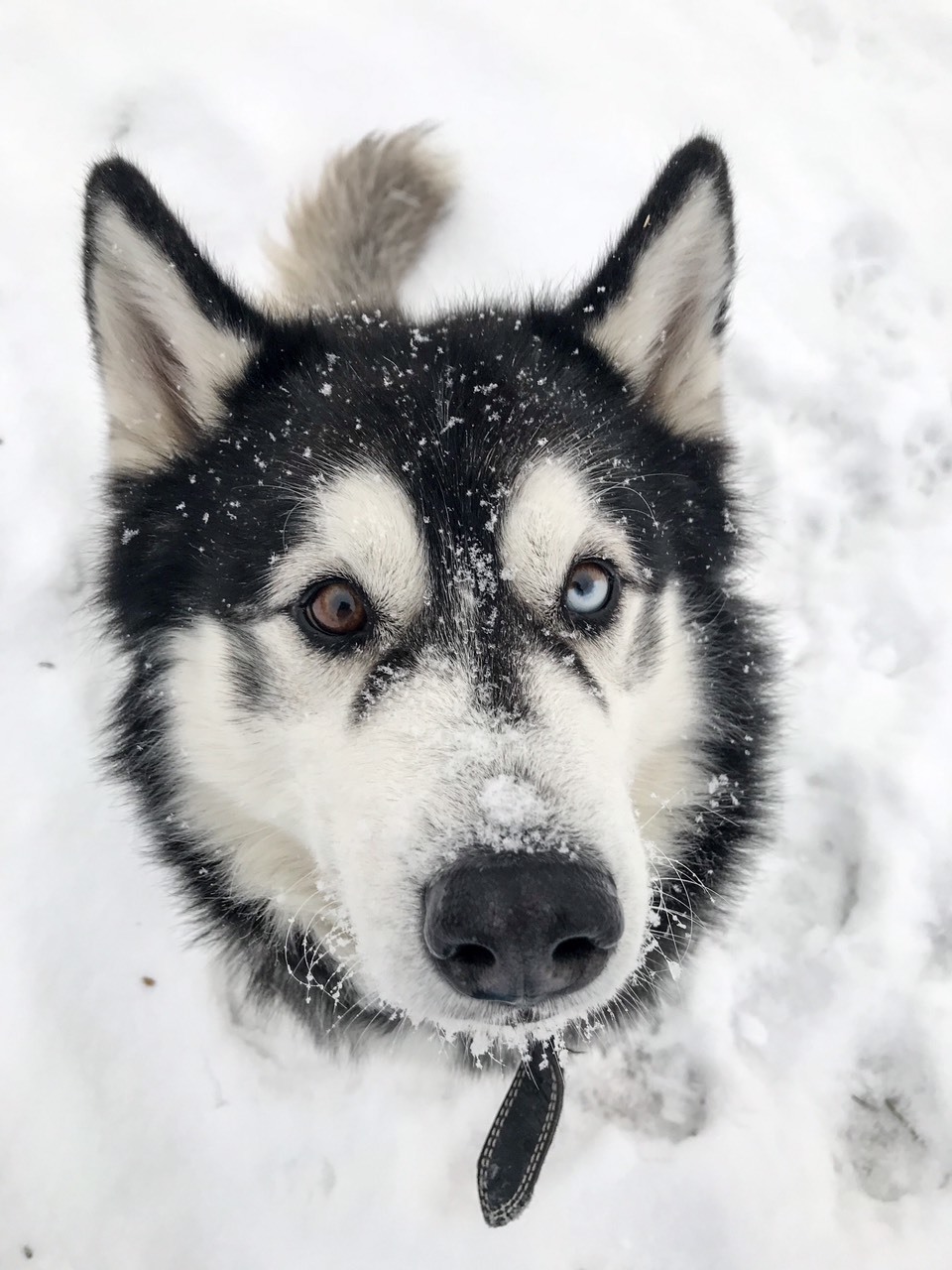 The best time for a husky - My, Husky, Winter, Longpost, Dog