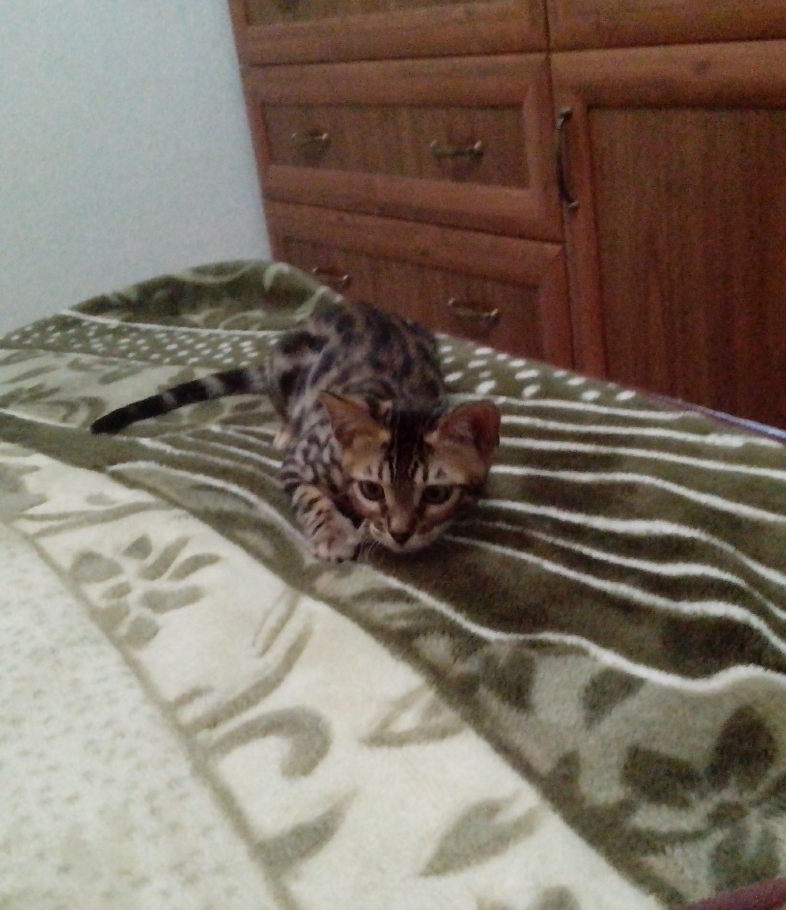 On the hunt - My, Bengal cat, , cat