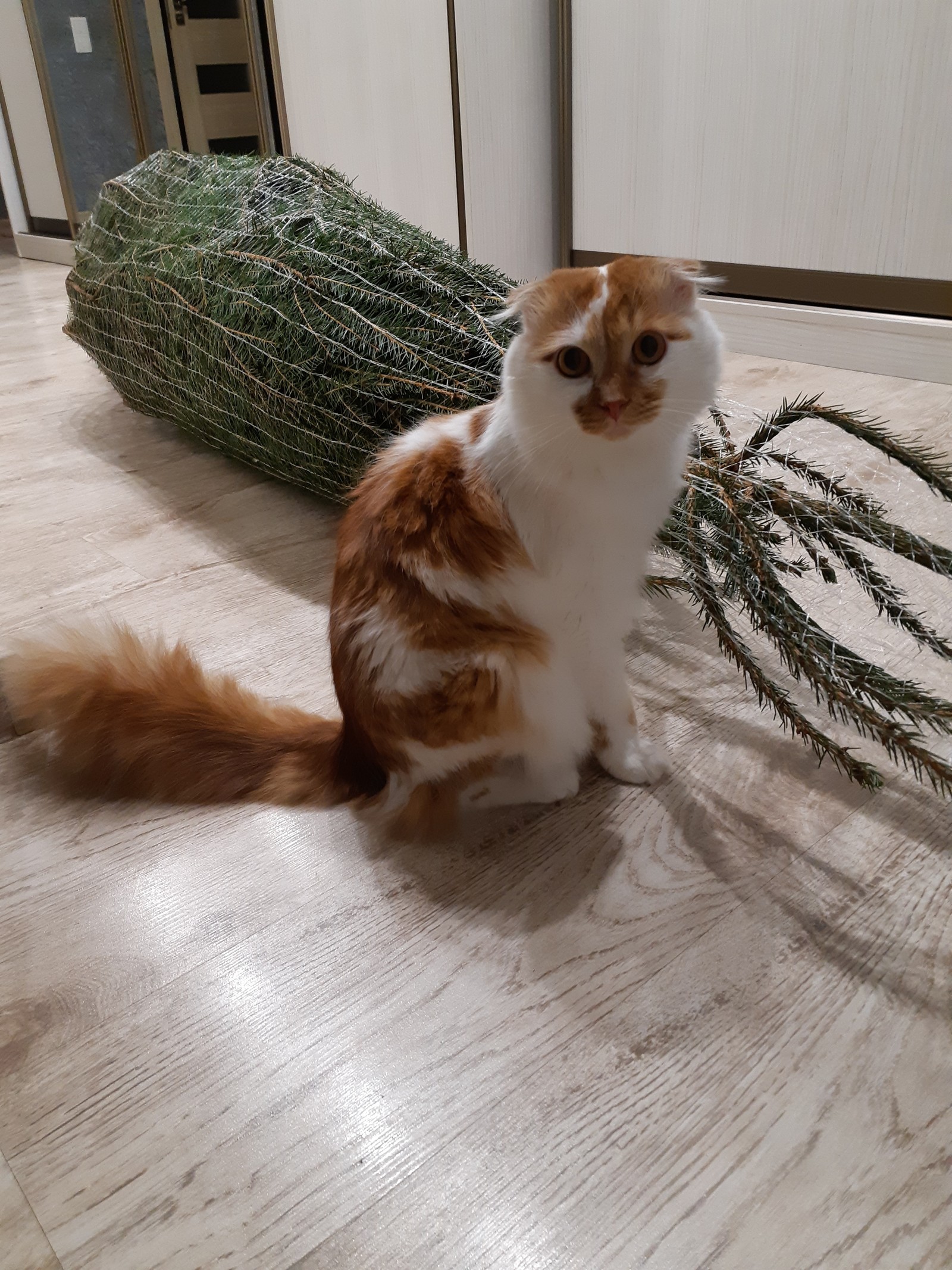 Christmas tree and cat. - My, cat, Christmas tree, Longpost