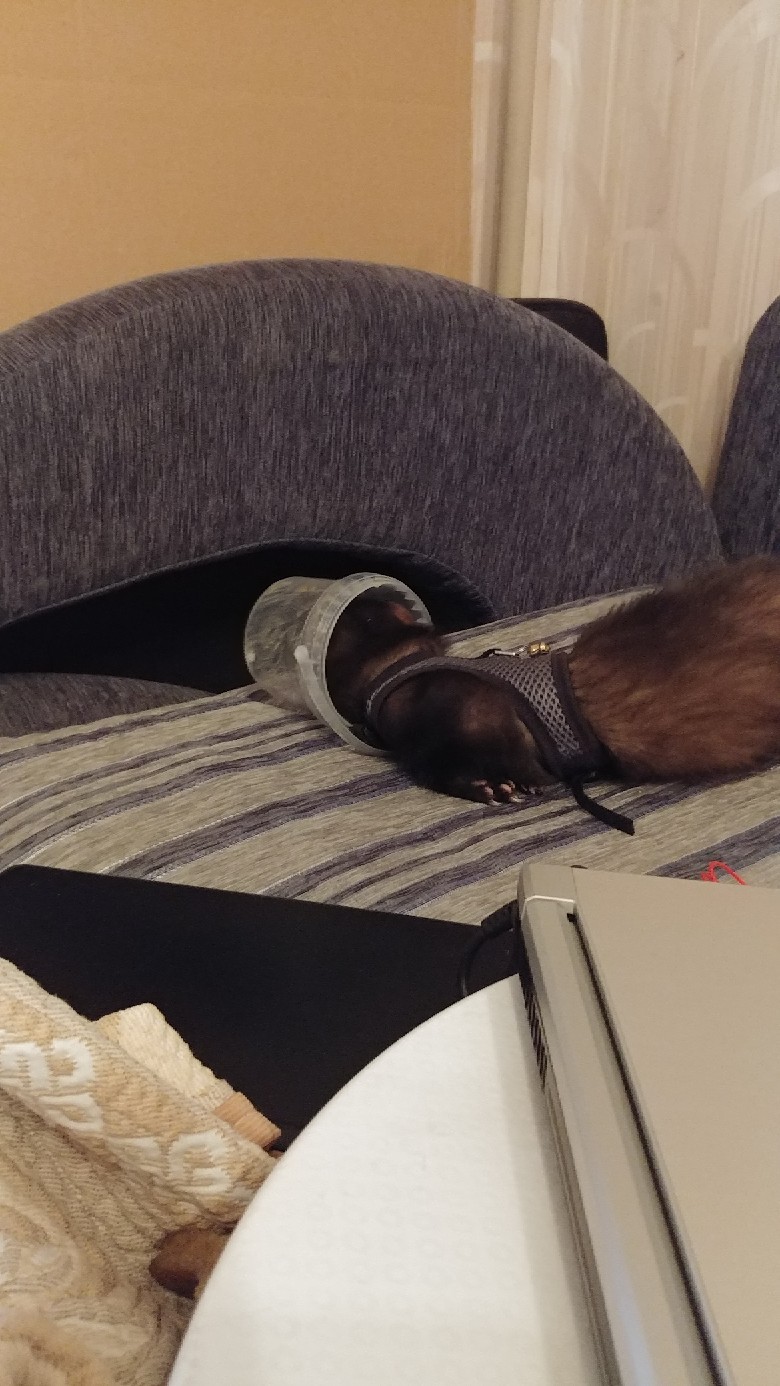 The game - My, Ferret, Activity, Funny, Longpost