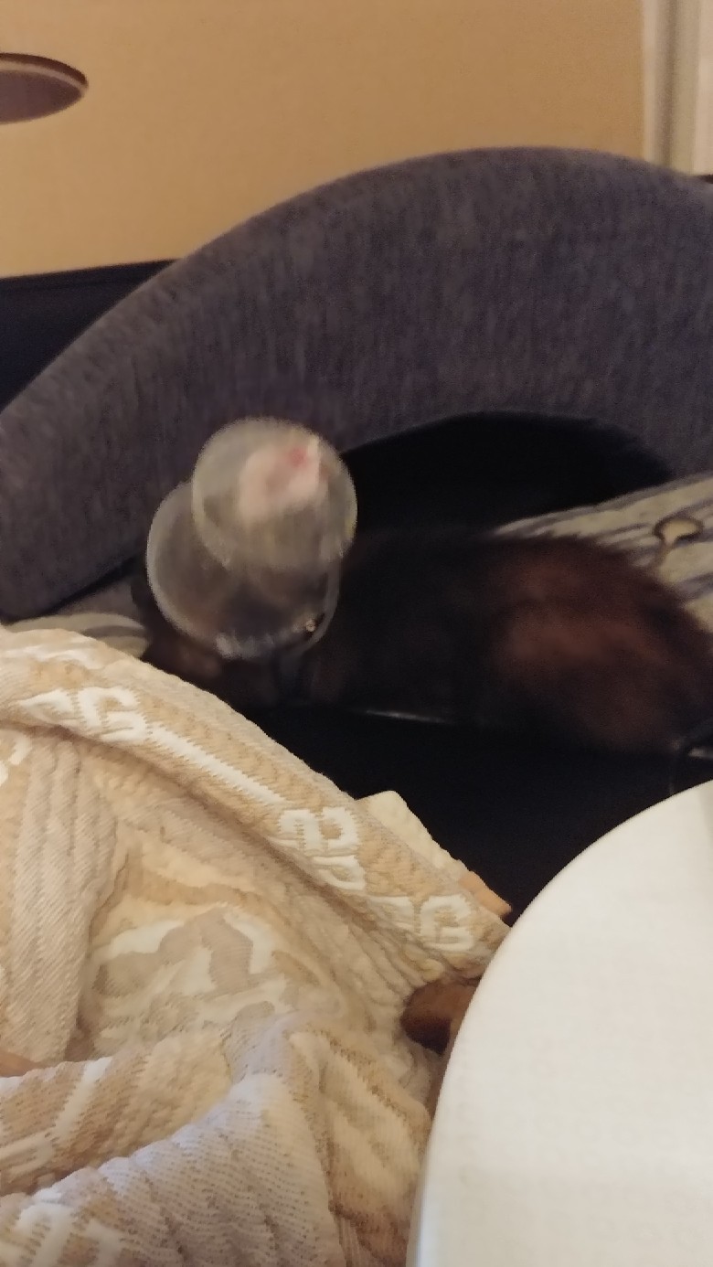 The game - My, Ferret, Activity, Funny, Longpost