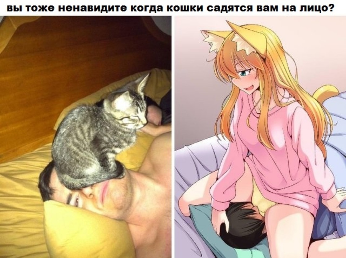 Depends on the type of cat... - NSFW, Neko, Dream, Anime, Demotivator