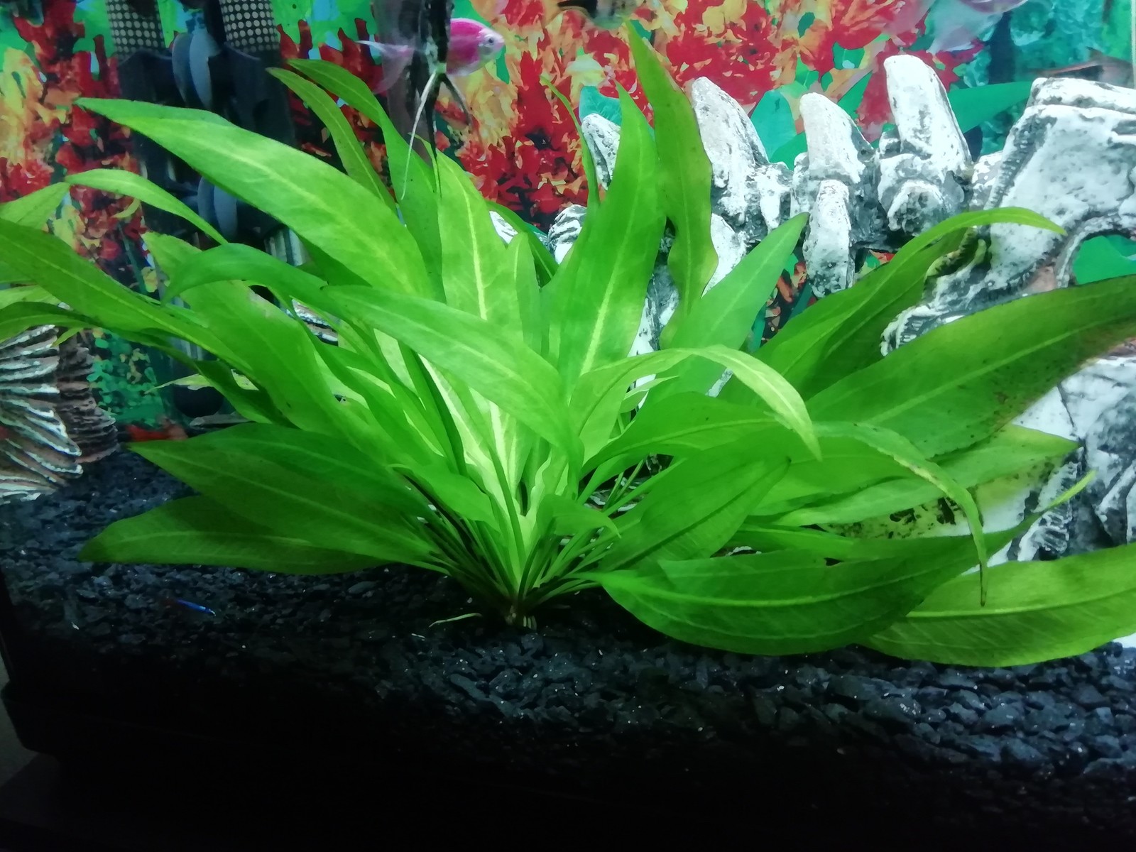 Help post to the aquarists league - My, Aquarium, Aquarium plants