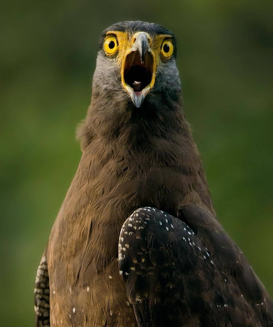 When I saw the price of gasoline in 2019 - The photo, Birds, 