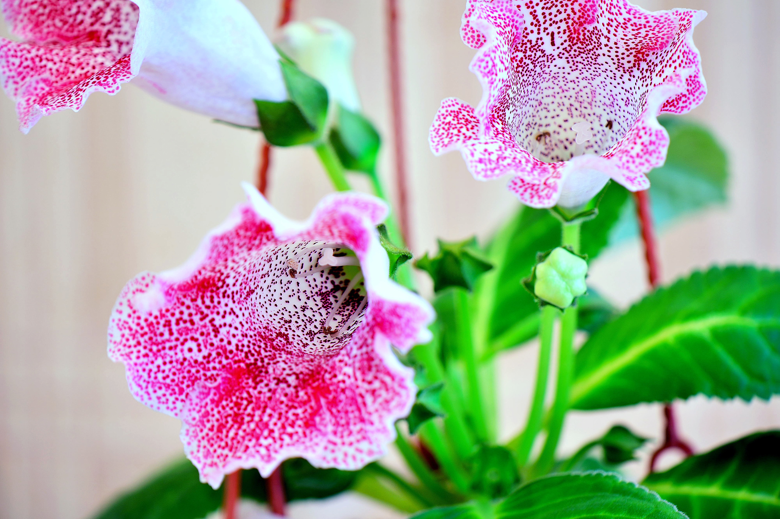 Blossom at the neighbors, I just fell in love - My, Garden, Garden, Dacha, Flowers, Longpost