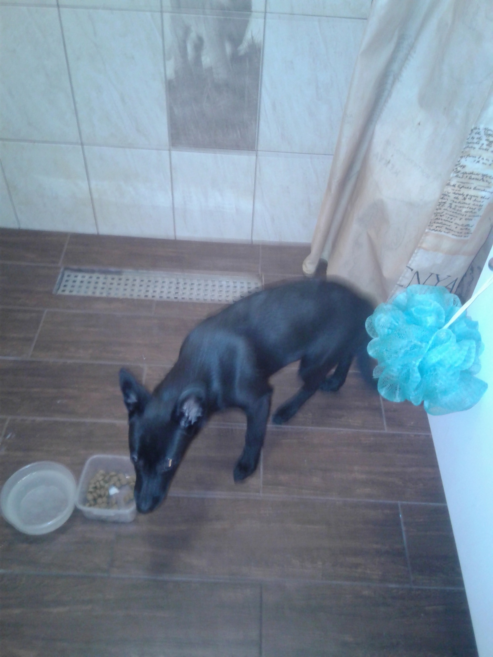 Novosibirsk. - My, Dog, Lost, Urgently, Longpost, Novosibirsk, In good hands, No rating