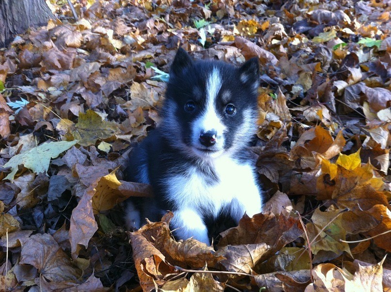 autumn cuteness - My, Milota, Dog, Puppies, Autumn