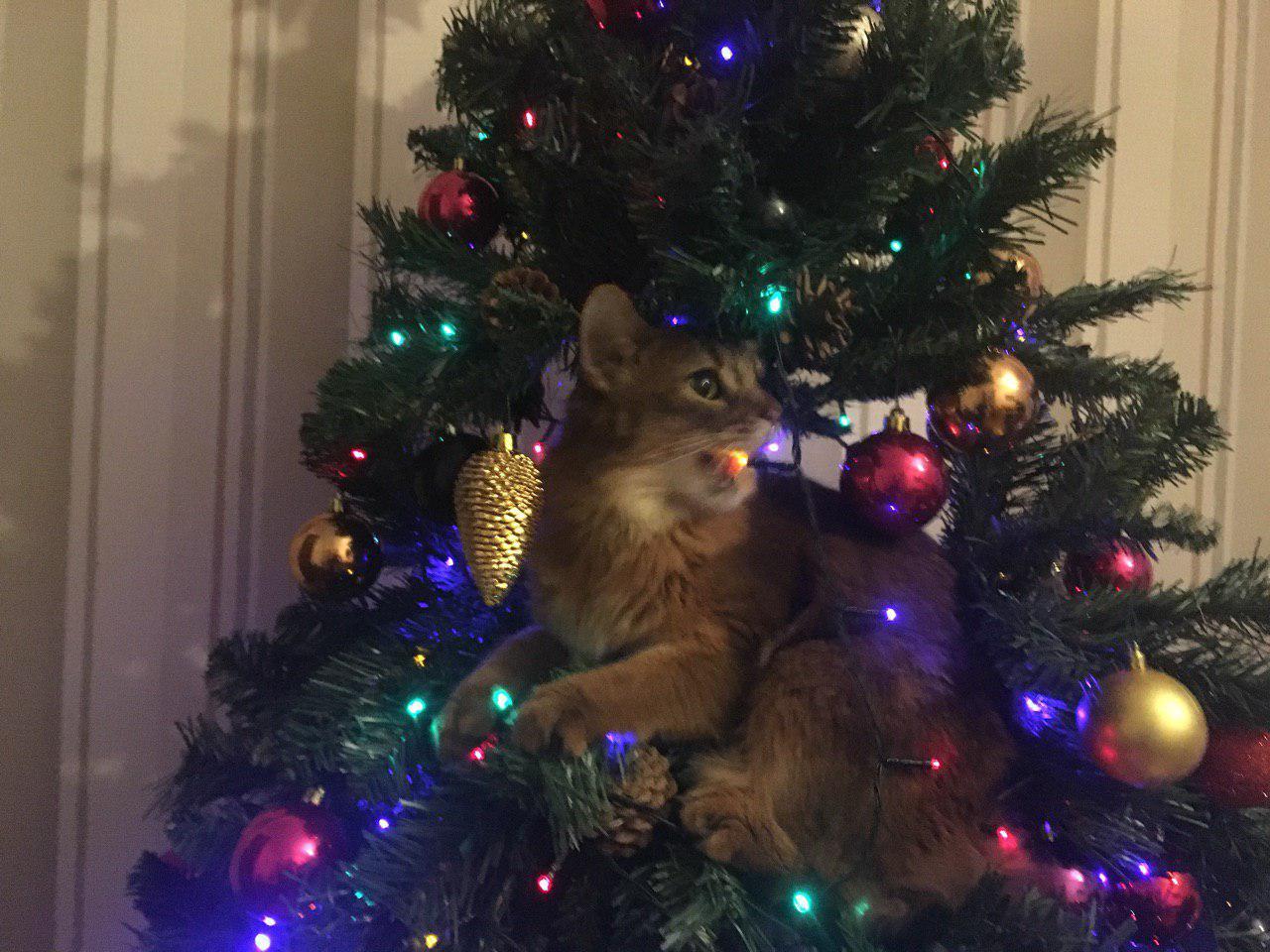 The history of one Christmas tree - My, cat, Christmas tree, New Year, somali cat, Longpost, Somali cat