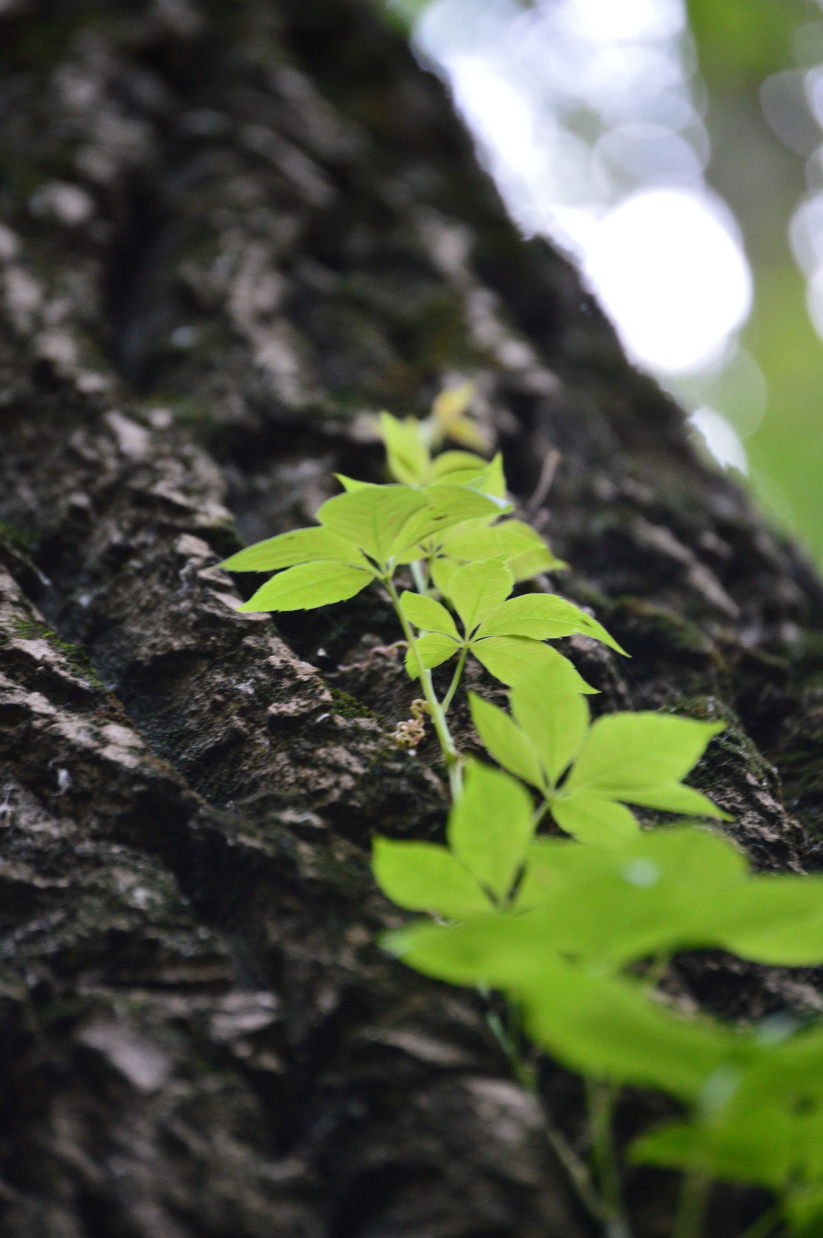 A little greenery in the tape, though a photo of the beginning of autumn. - My, The photo, September, Nature, Forest, Longpost, Nikon d3200