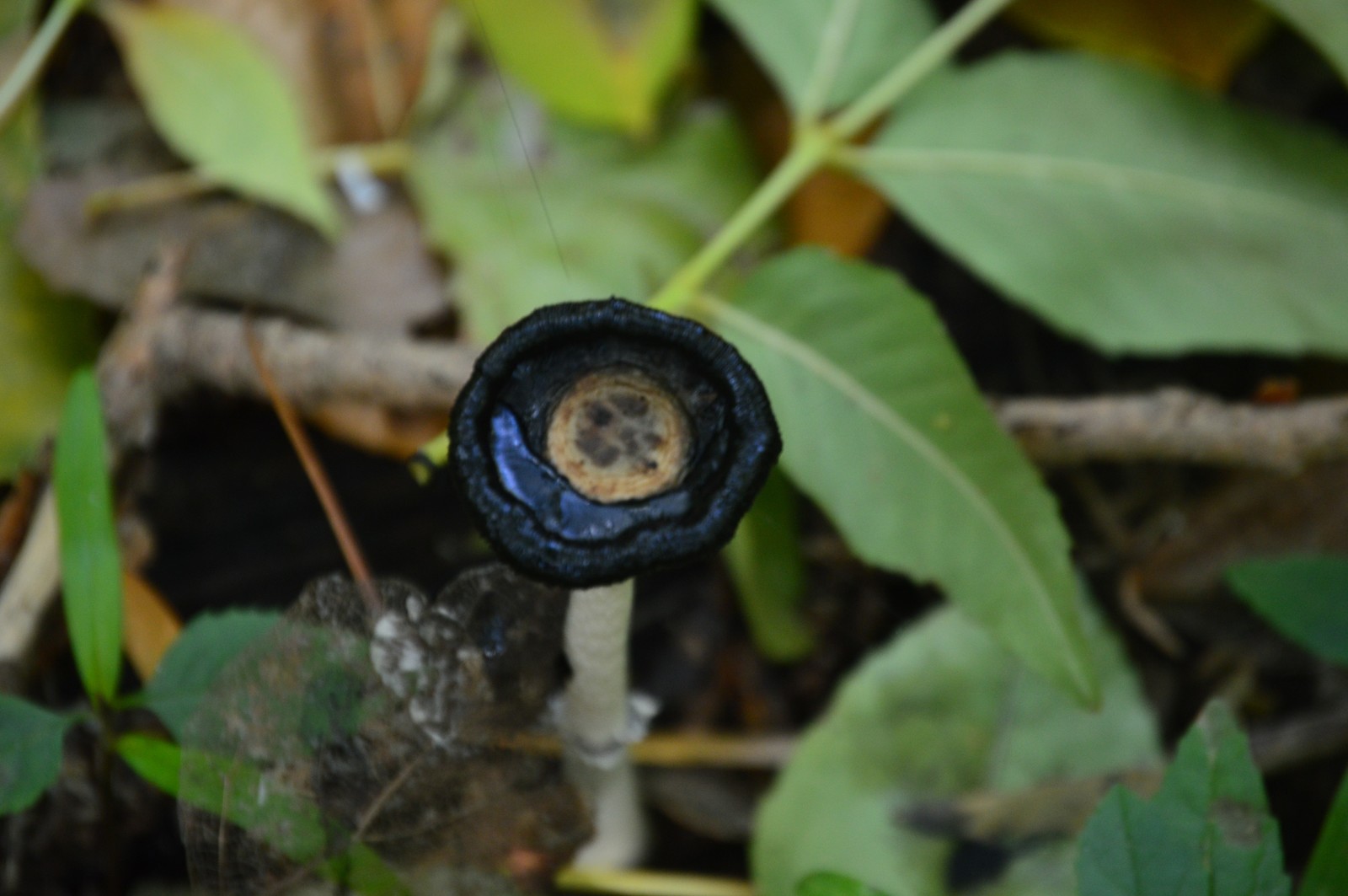 A little greenery in the tape, though a photo of the beginning of autumn. - My, The photo, September, Nature, Forest, Longpost, Nikon d3200