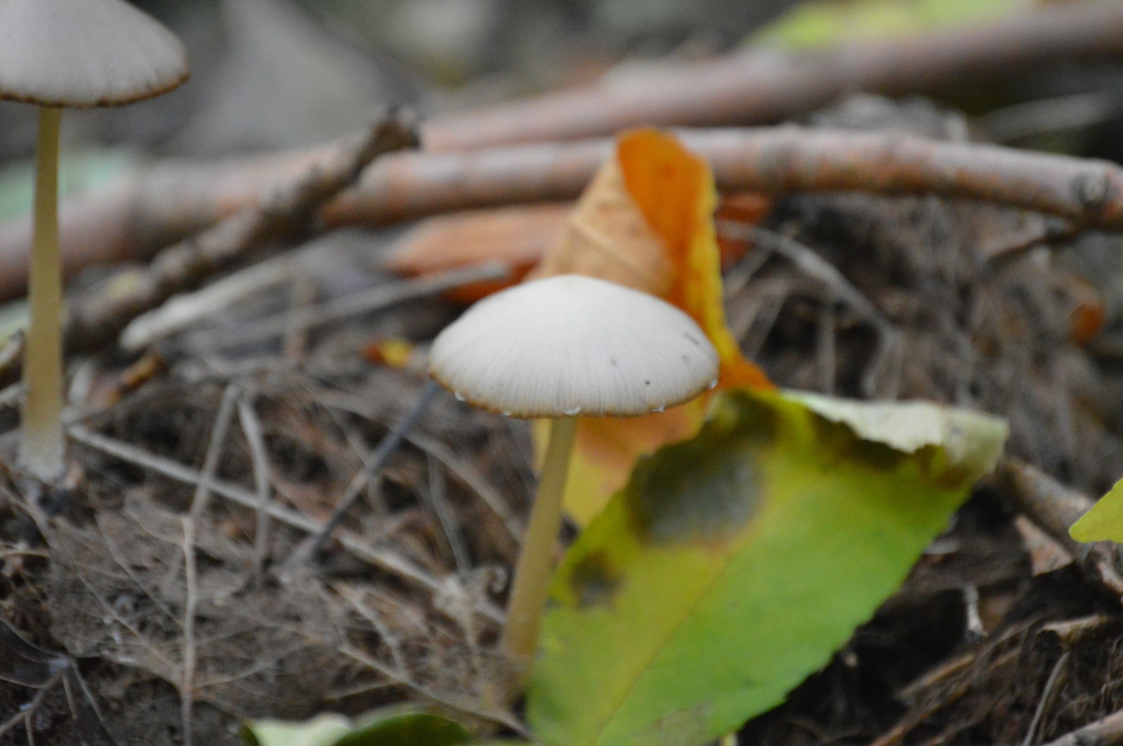 A little greenery in the tape, though a photo of the beginning of autumn. - My, The photo, September, Nature, Forest, Longpost, Nikon d3200