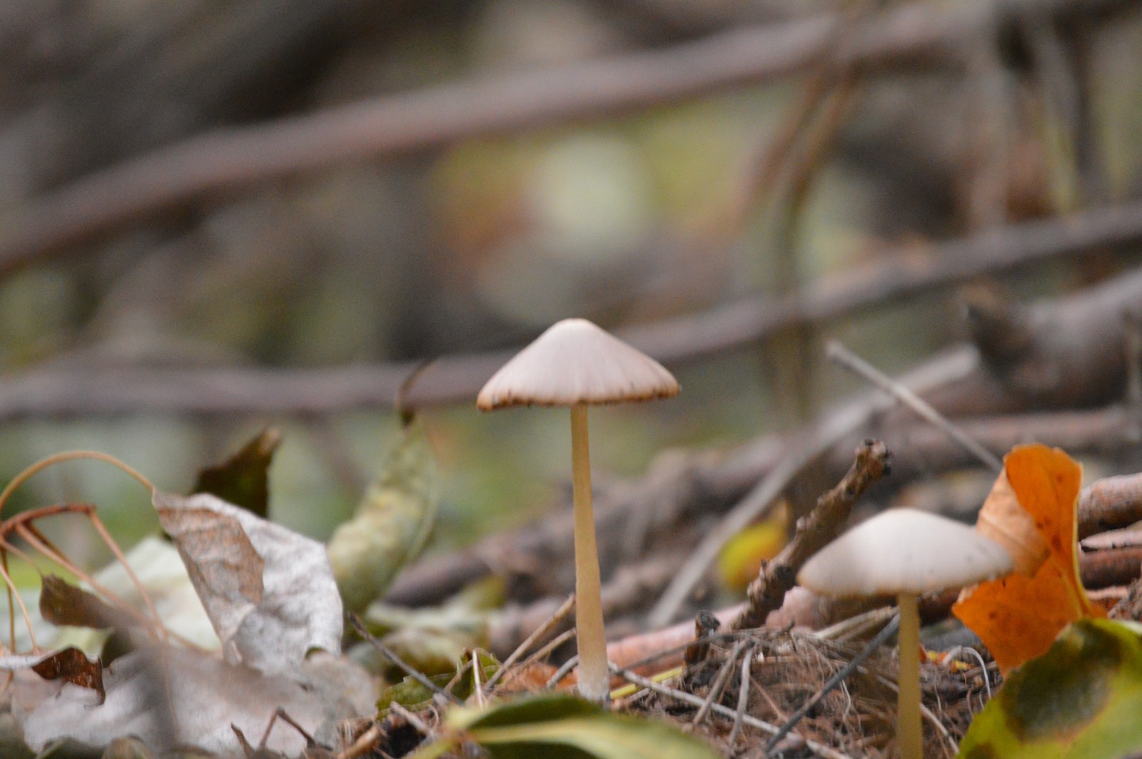 A little greenery in the tape, though a photo of the beginning of autumn. - My, The photo, September, Nature, Forest, Longpost, Nikon d3200