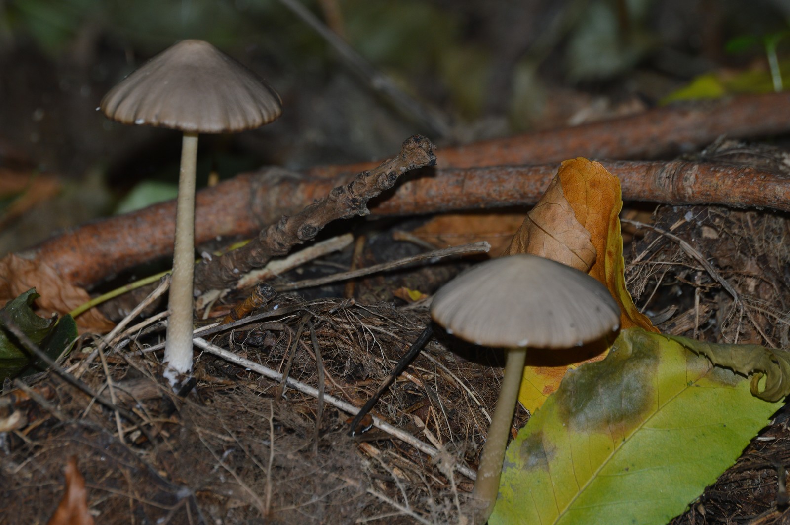 A little greenery in the tape, though a photo of the beginning of autumn. - My, The photo, September, Nature, Forest, Longpost, Nikon d3200