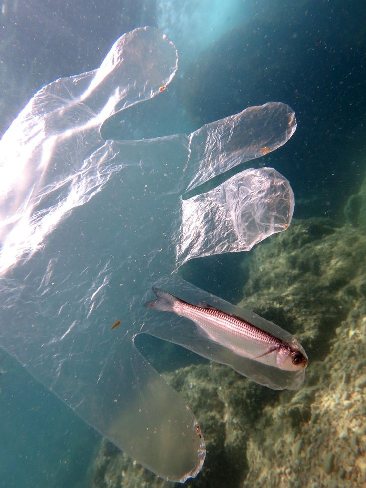 Garbage of civilization in wildlife - Garbage, Nature, Ocean, Civilization, Longpost