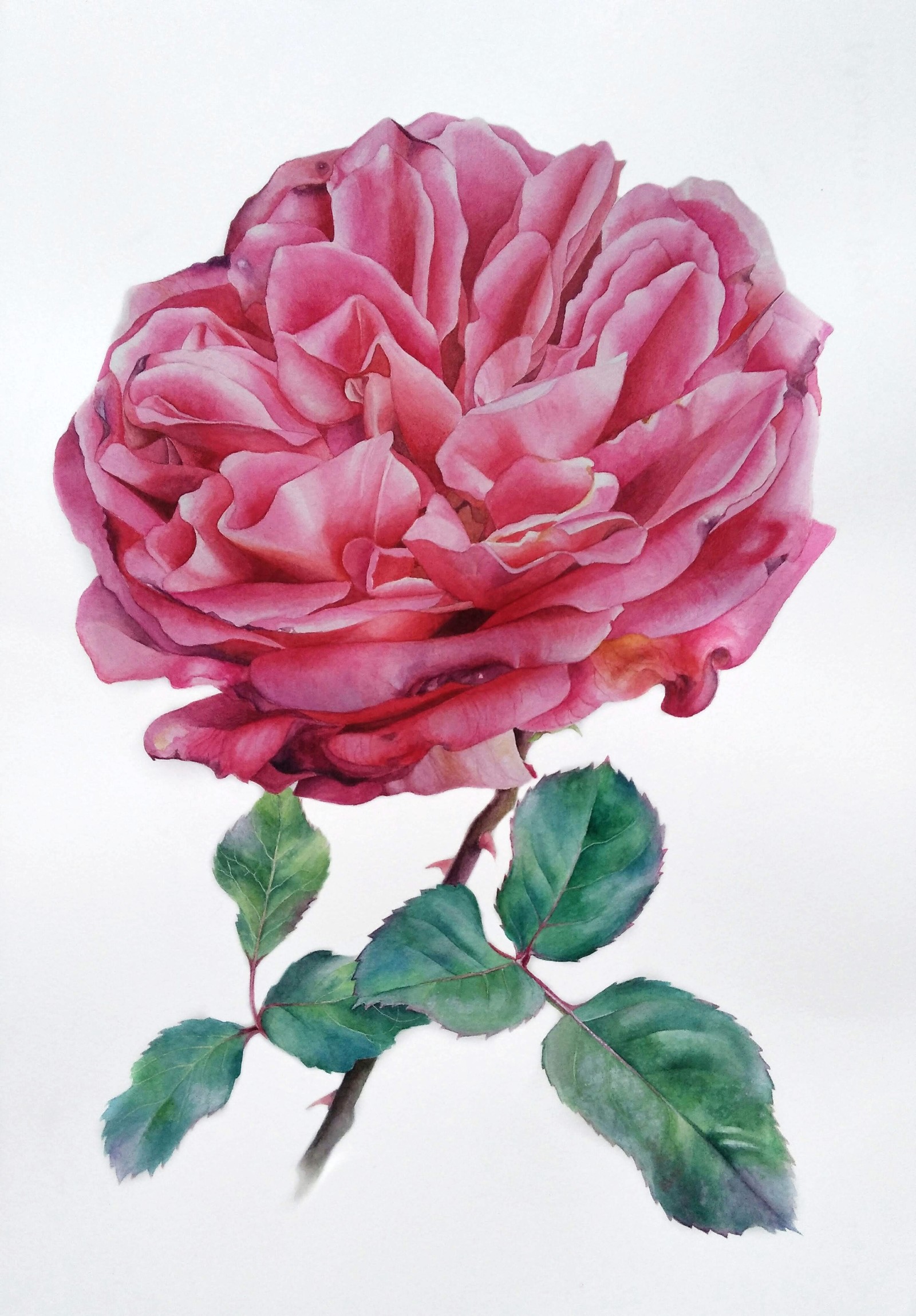 Rose. Watercolor - My, Watercolor, Botanical illustration, Drawing, the Rose, Flowers, Hyperrealism