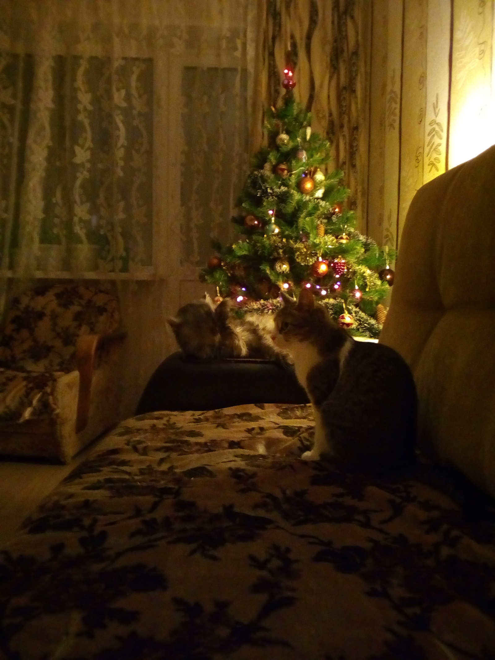 New Year. - My, Toka today put up a Christmas tree, cat, New Year, Christmas tree, Insidious cats, Longpost