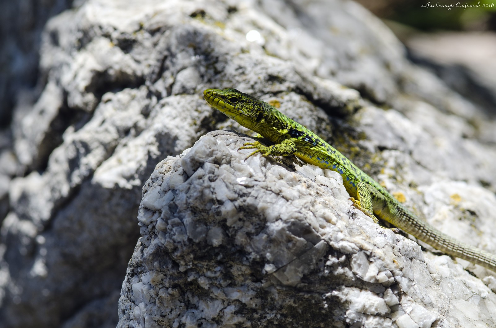 Lindholm rock lizard - My, Macro, Macro photography