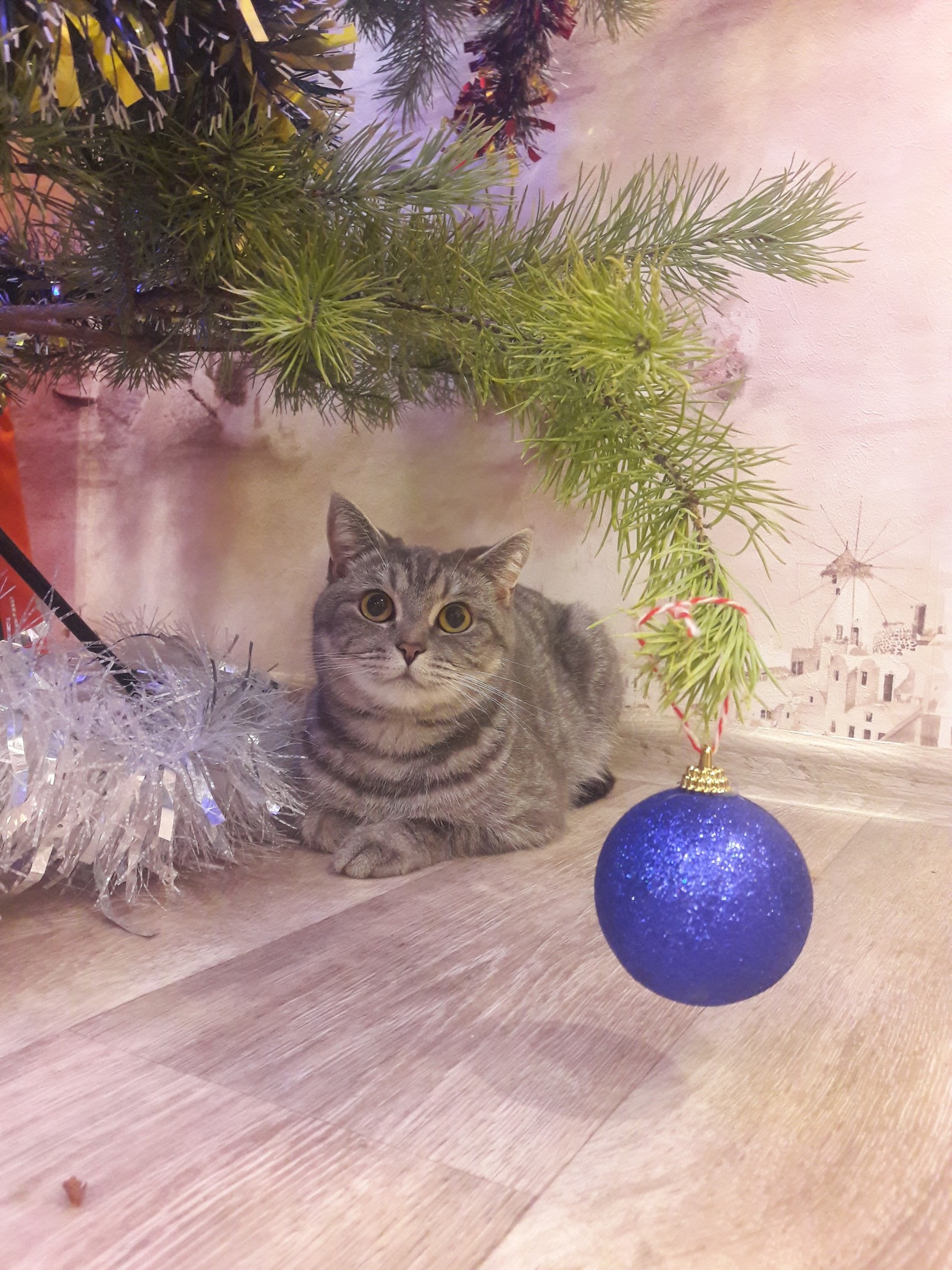 New Year's - My, Christmas tree, cat