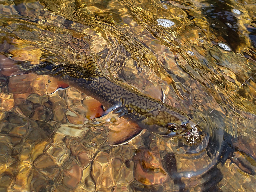 Photo - The photo, A fish, Images, Trout