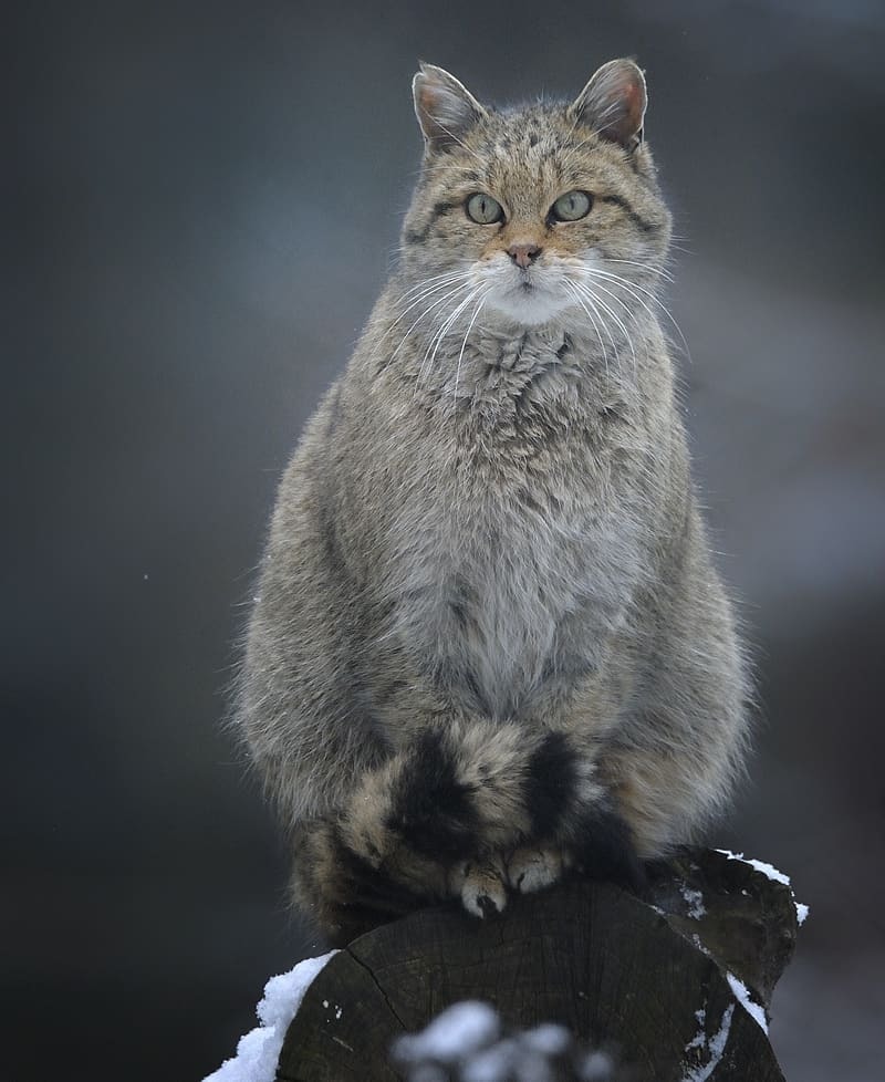Guardian of the forest - cat, Forest cat, Milota, Positive, The bone is fluffy