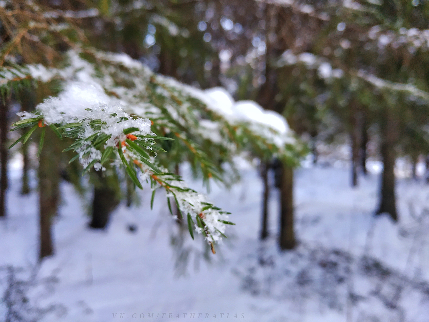 Winter - My, Featheratlas, Nature, Forest, The photo, Winter, Longpost