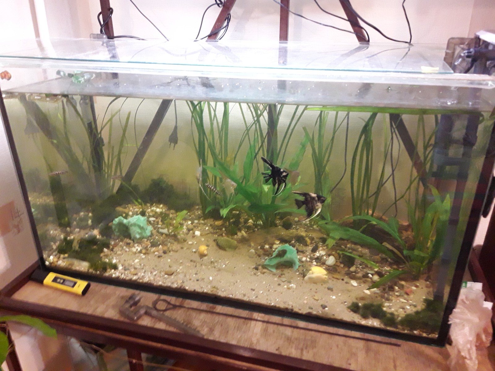 My aquarium in a year :) - My, Aquarium, Aquarium plants, Longpost