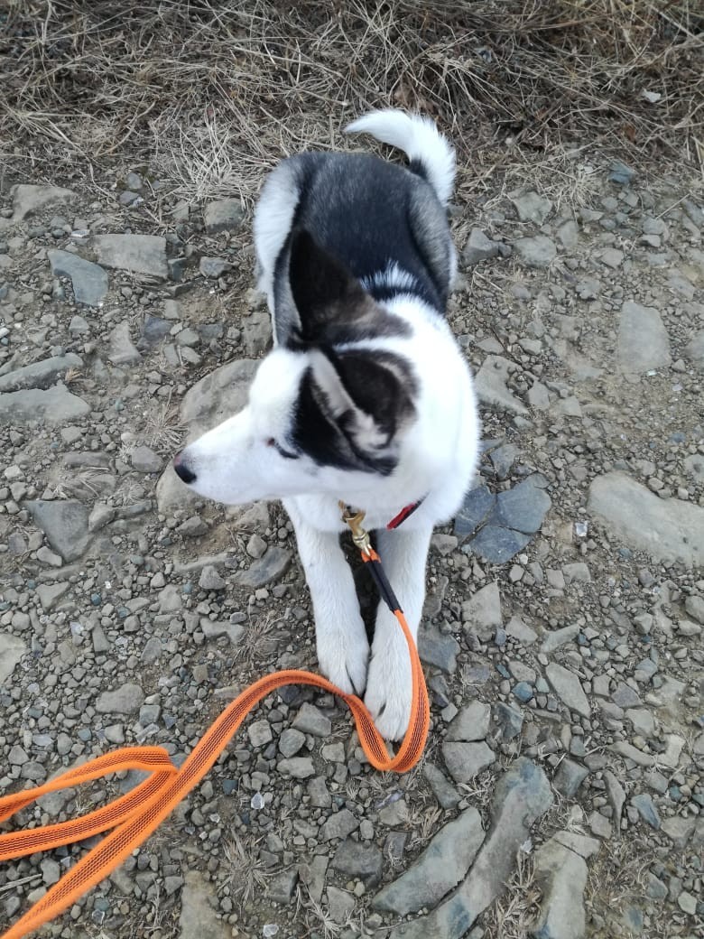 UPD The dog was found. - My, No rating, Dog, Husky, Vladivostok, Longpost