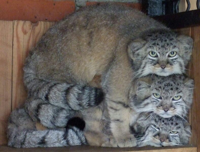 Pyramid. - cat, Pallas' cat, Charm