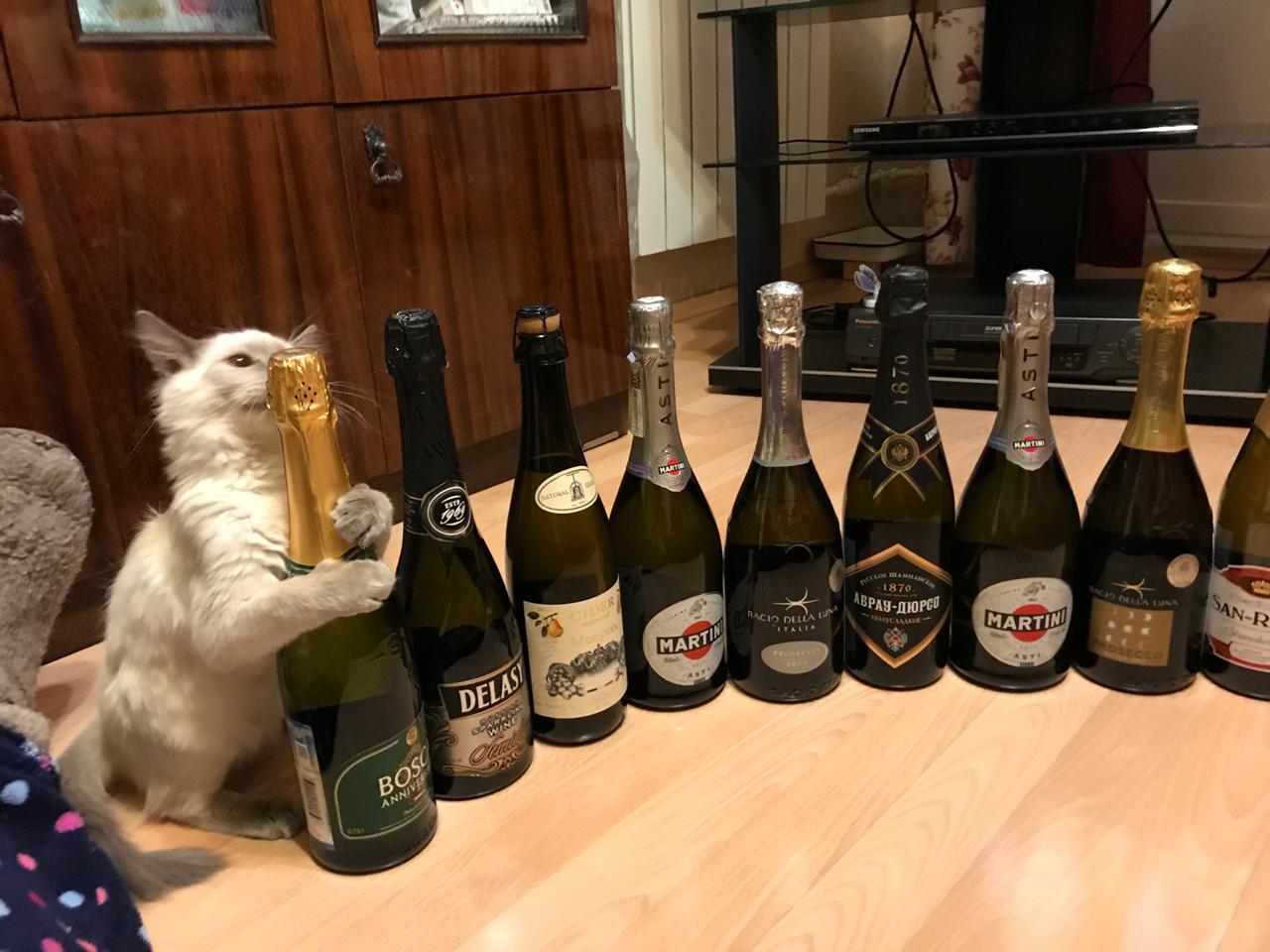 The new family member makes a choice - My, cat, Catomafia, Alcohol, New Year