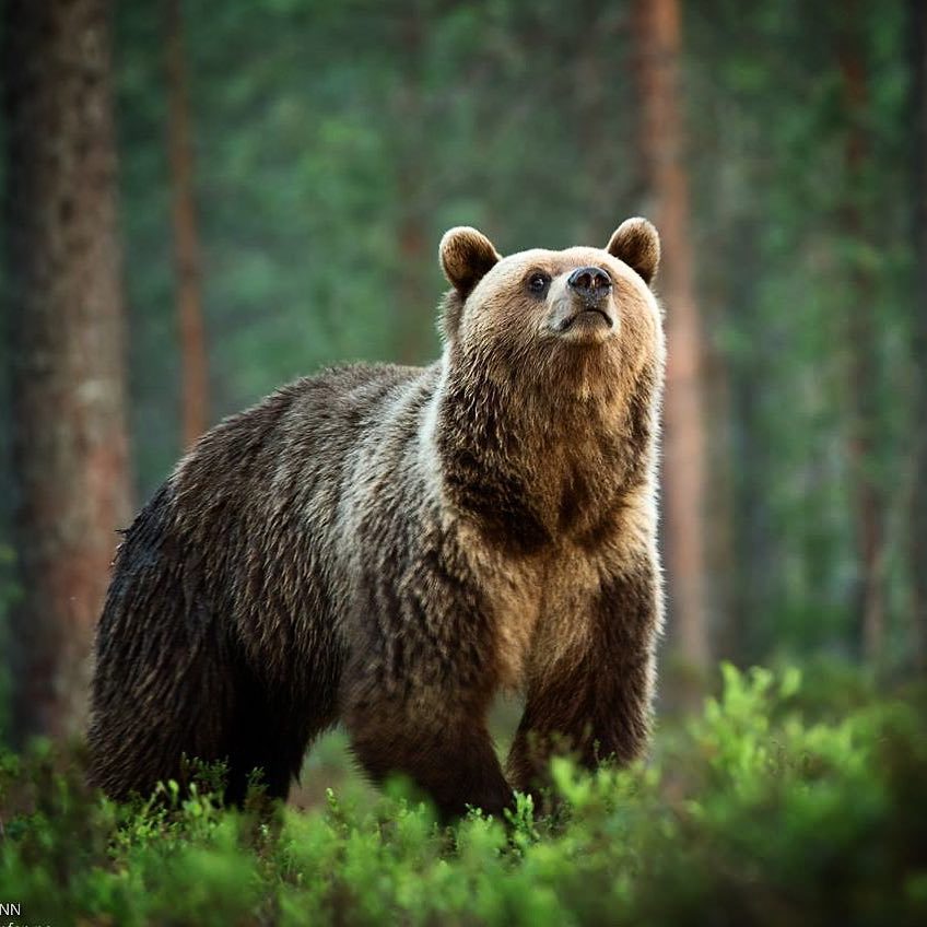 What does it smell like in the forest? - The Bears, wildlife, The photo