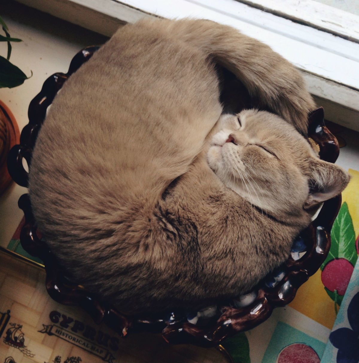 There is nothing better than a fruit bowl - My, cat, Dream, Convenience