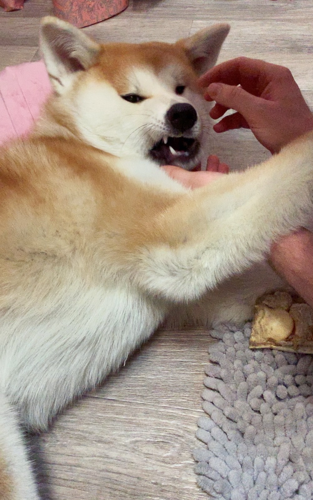 Angry dog) - My, Dog, Akita inu, , , Puppies