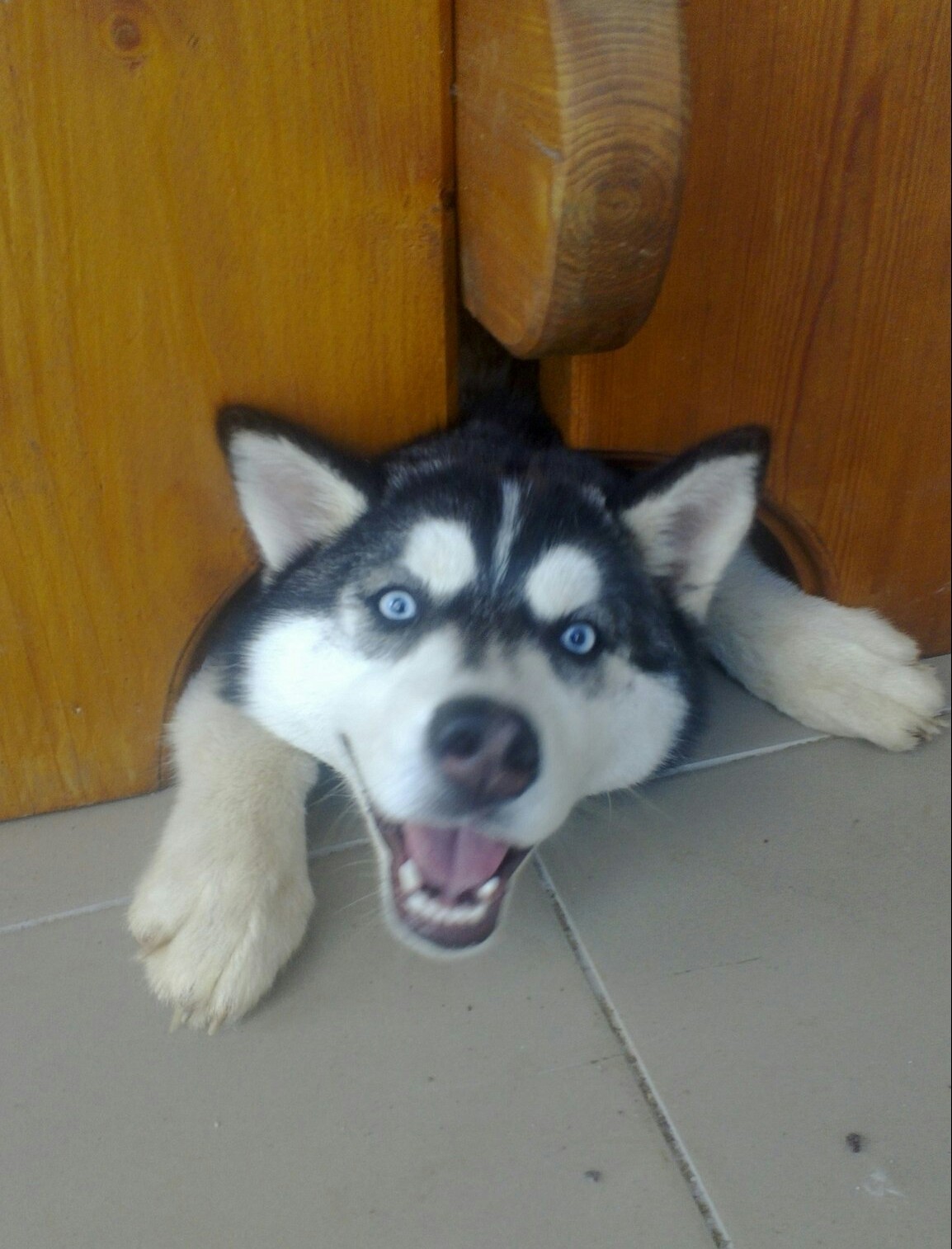 Take a photo of me - My, Dog, Husky