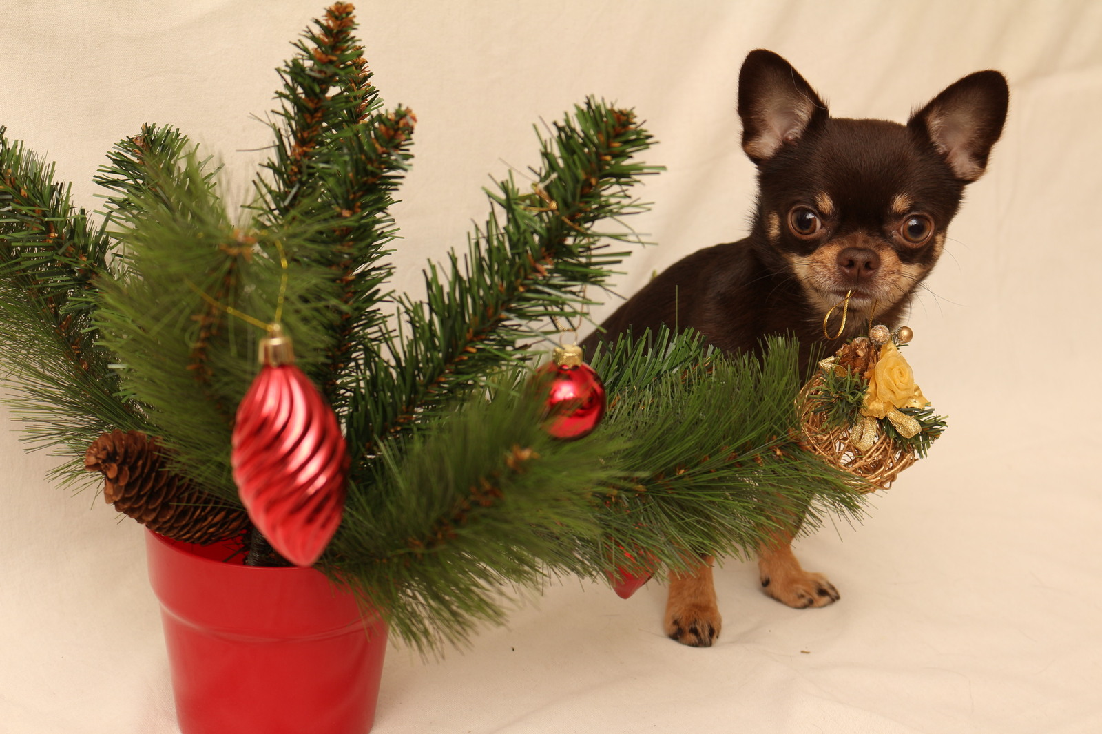 New Year's Chihuahua collects a pyramid in 35 seconds! Can you do it faster? - My, Chihuahua, Training, Trick, Pyramid, , Chihuahua, , Dog, Video, Longpost