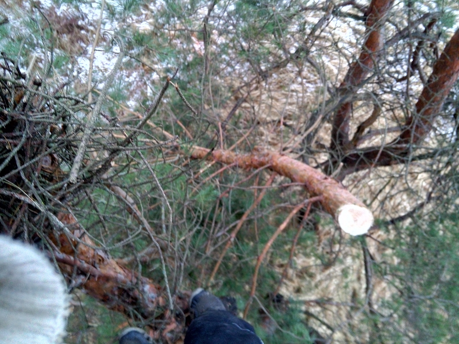 How I went to the forest for the Christmas tree on December 31. - My, Longpost, New Year, Hike, Pine