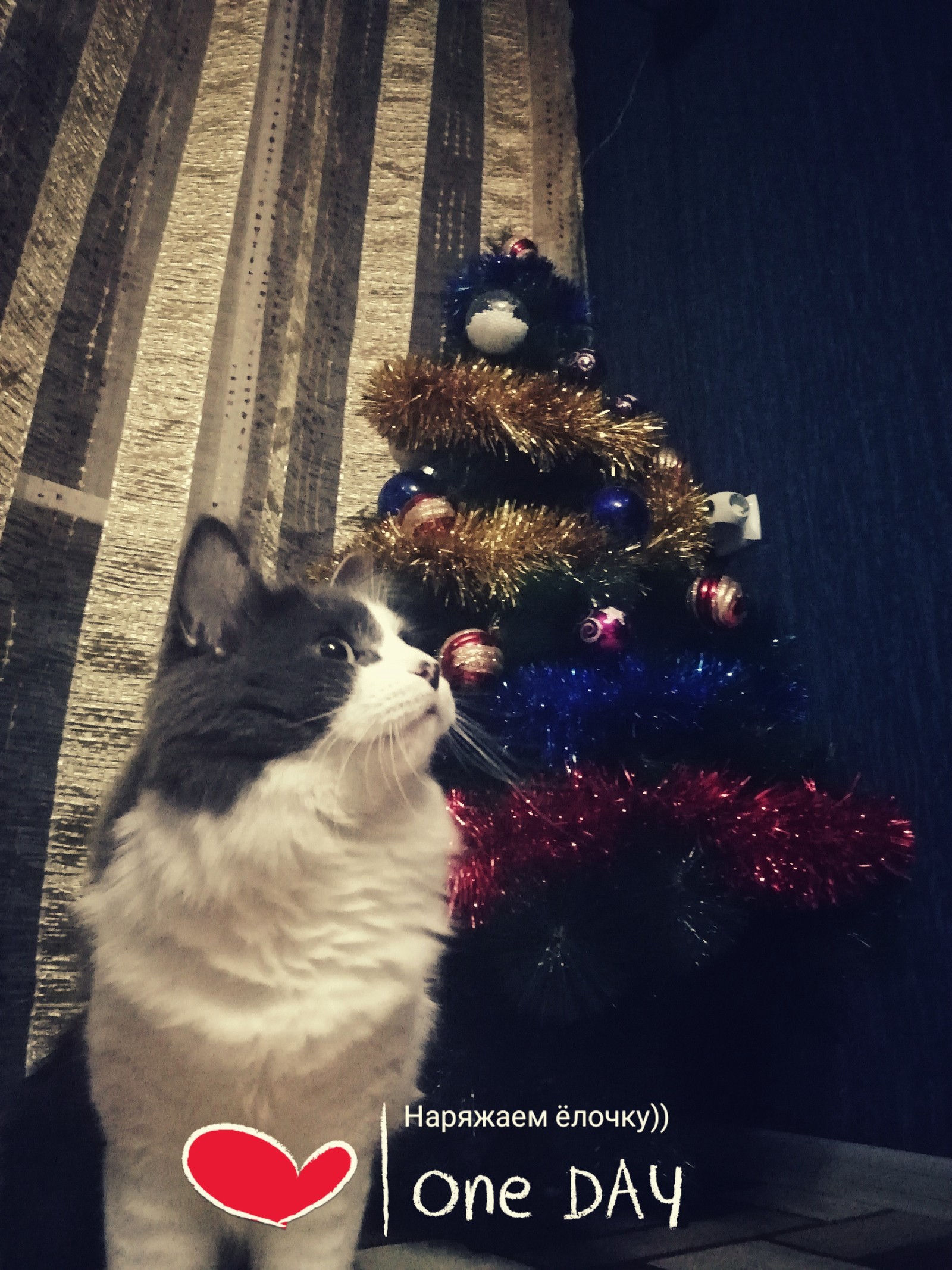 Felix and Lelik - My, cat, Catomafia, Christmas tree, Longpost