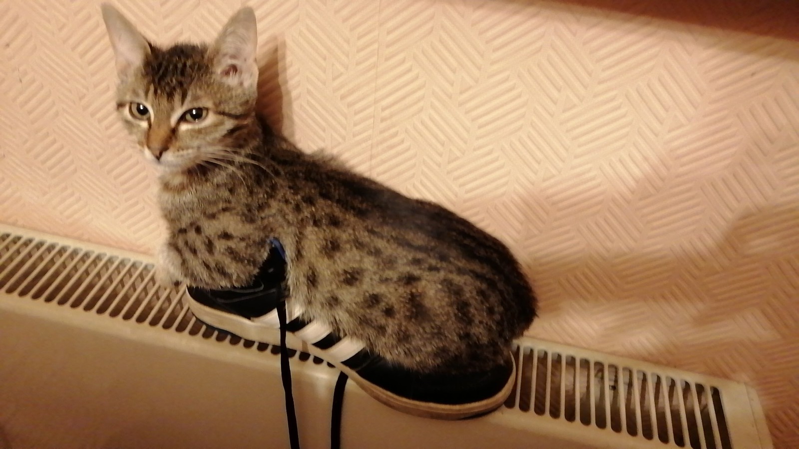 I put the shoes to dry - My, cat, The photo, , Convenience, Longpost, Adidas, Boots