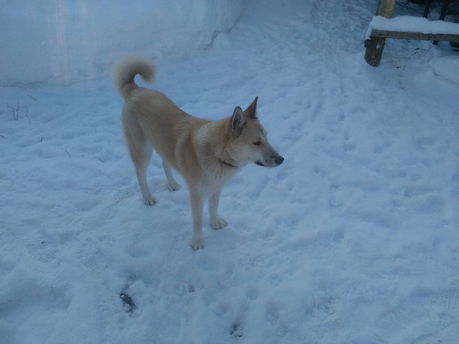 Found dog - My, Lost, Kuznetsk, Dog