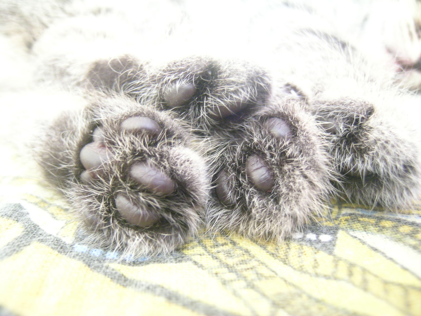 Laponki. - My, cat, Paws