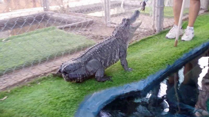 Alligator gets 3D printed prosthetic tail - Alligator, 3D printer, Tail, Longpost