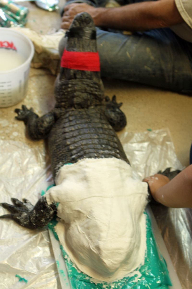 Alligator gets 3D printed prosthetic tail - Alligator, 3D printer, Tail, Longpost