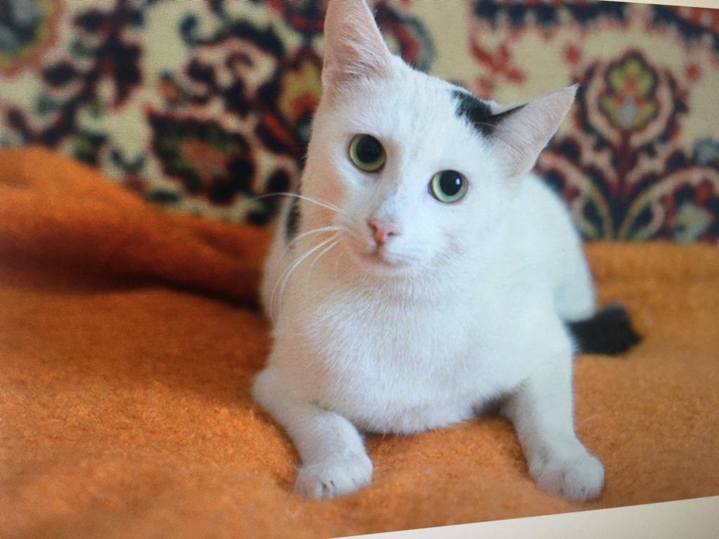 Rescued from a frosty street cats - Moscow, Catomafia, cat, No rating, In good hands, Looking for a home, Longpost