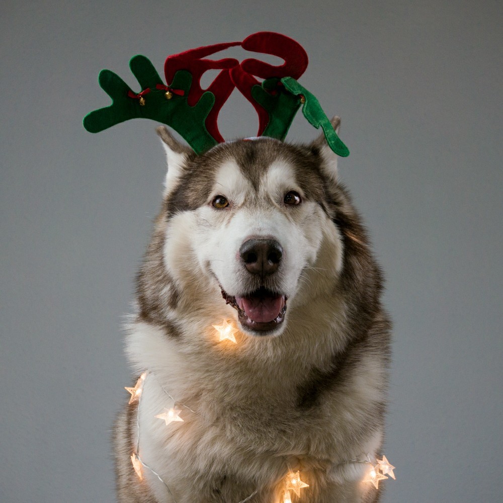 New Year's Reindeer Roca wishes everyone a Happy New Year! - My, Dogs and people, Alaskan Malamute, New Year, Congratulation