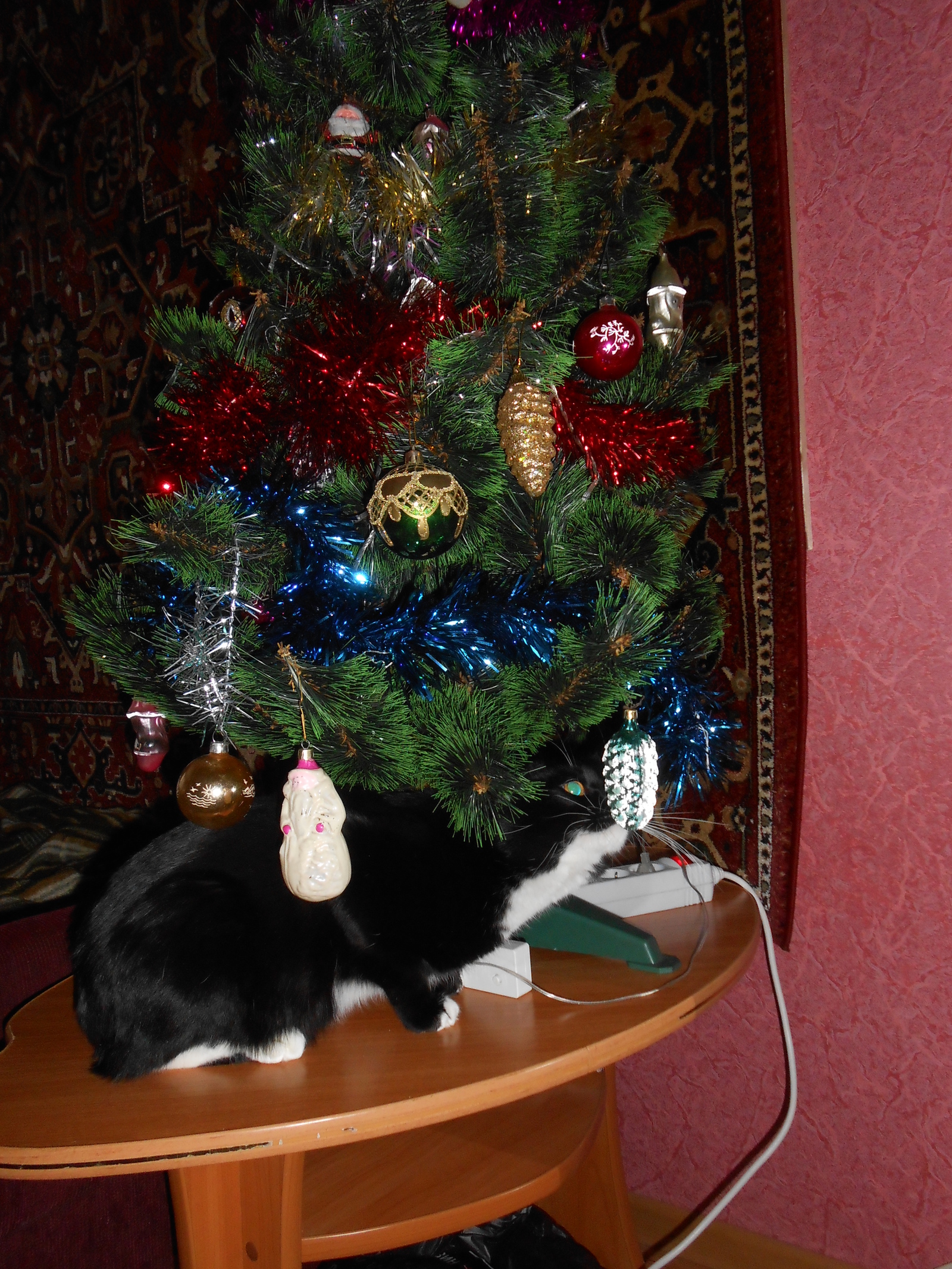 New Year's cat) - My, , Holiday greetings, Longpost, cat