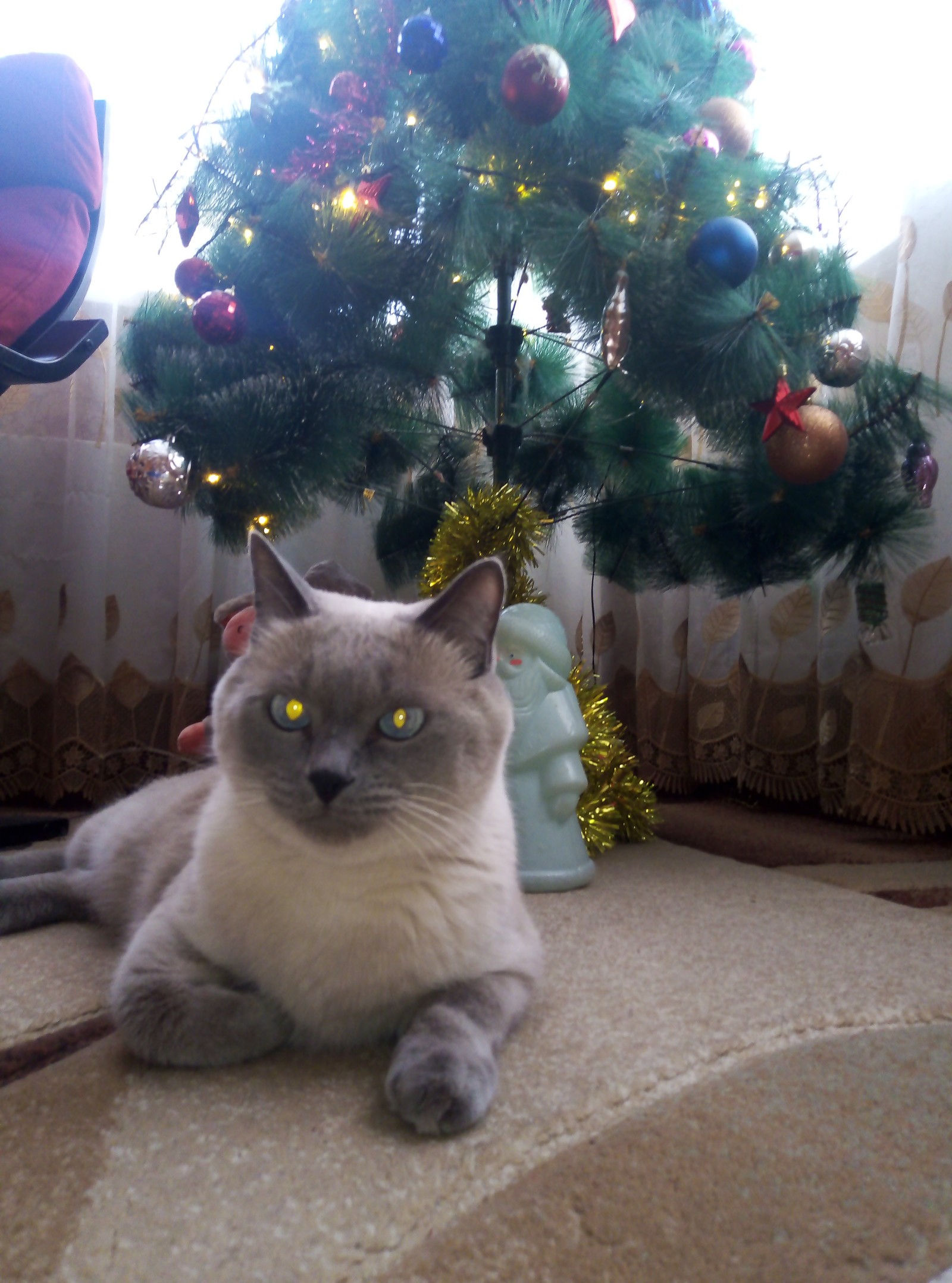 All a Happy New Year! - New Year, Christmas tree, Catomafia, cat