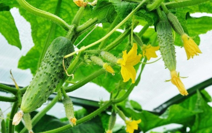 5 best varieties of cucumbers - My, Cucumbers, , Best, Emelya, Courage, Maria, goosebumps, Longpost, The best