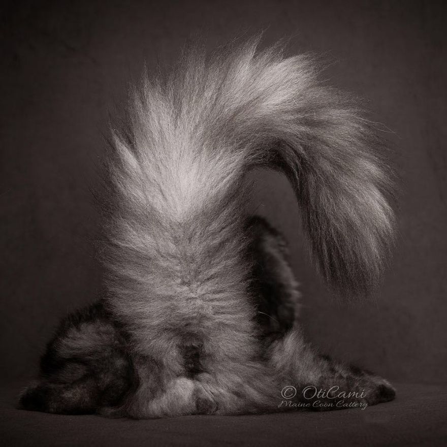 Maine Coon - Maine Coon, Back view, cat